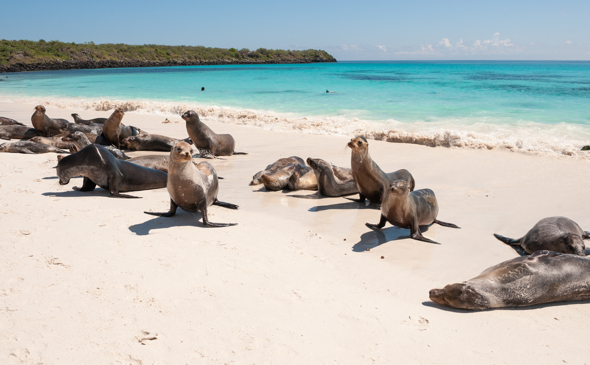 Galapagos sea lions on Espanola Beach, the Galapagos